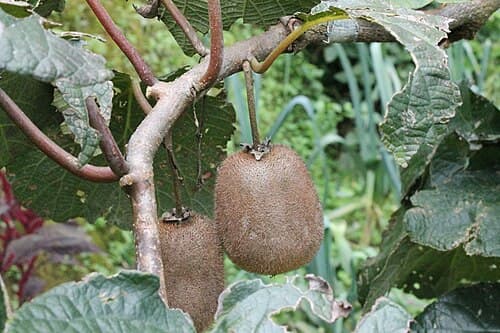 Kiwi